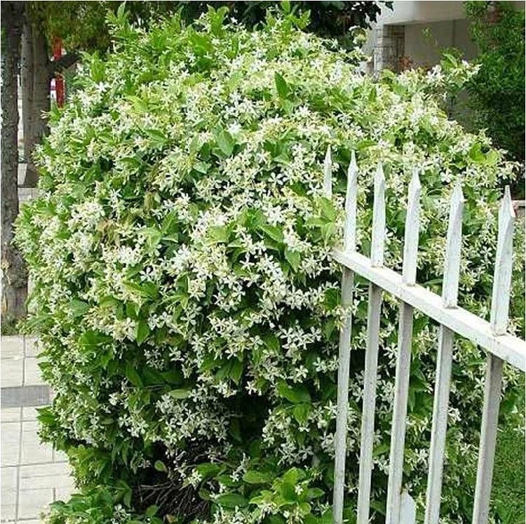 🔥 Natural mosquito-repellent flower seeds! Climbing silver jasmine seeds, rich fragrance, create a fragrant garden at home.