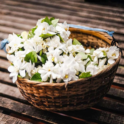 🔥 Natural mosquito-repellent flower seeds! Climbing silver jasmine seeds, rich fragrance, create a fragrant garden at home.