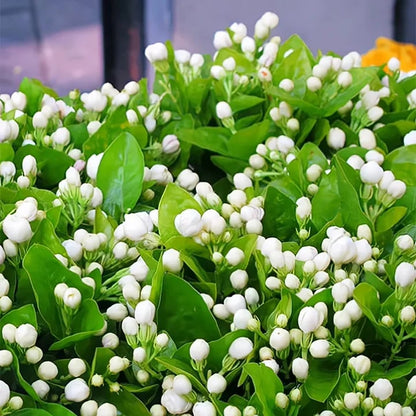 🔥 Natural mosquito-repellent flower seeds! Climbing silver jasmine seeds, rich fragrance, create a fragrant garden at home.