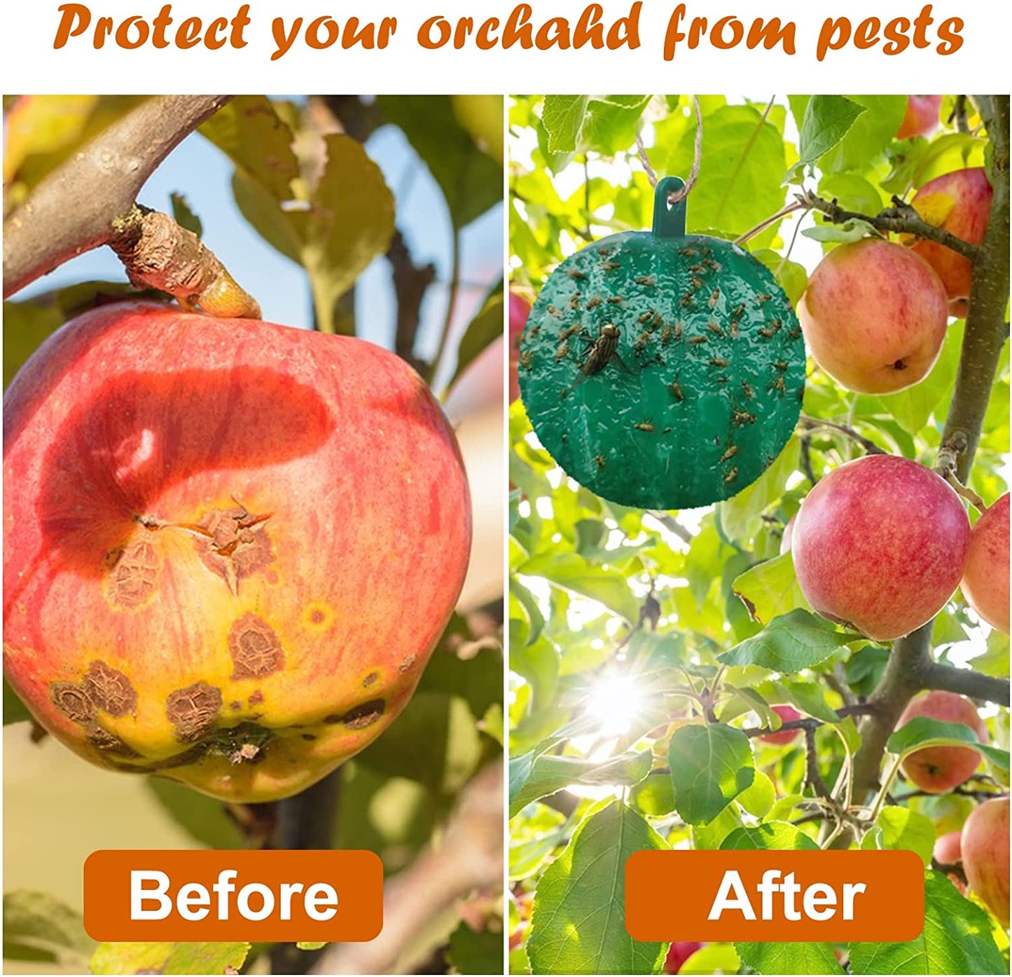 🪰 Sticky bait balls, suitable for citrus fruit flies and orchard flying insects