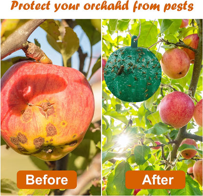 🪰 Sticky bait balls, suitable for citrus fruit flies and orchard flying insects