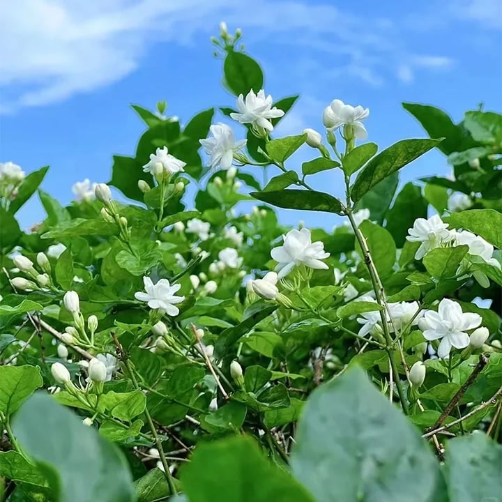 🔥 Natural mosquito-repellent flower seeds! Climbing silver jasmine seeds, rich fragrance, create a fragrant garden at home.