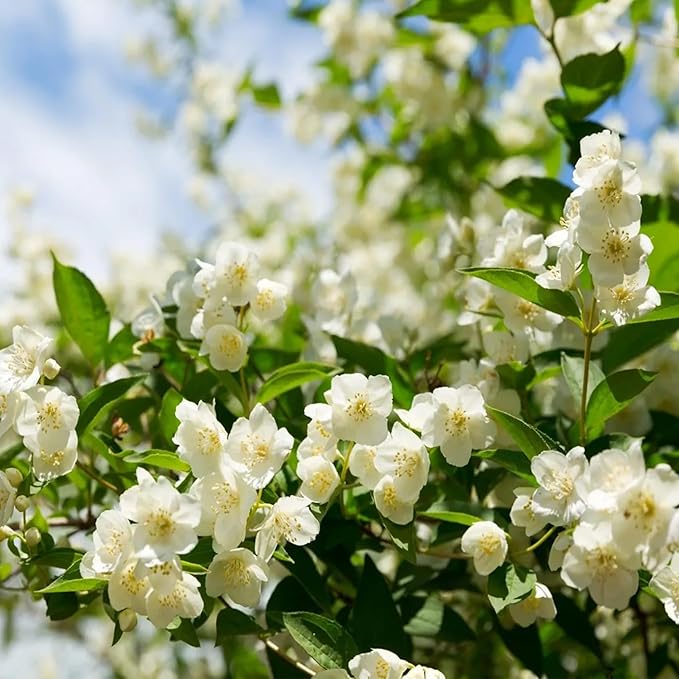 🔥 Natural mosquito-repellent flower seeds! Climbing silver jasmine seeds, rich fragrance, create a fragrant garden at home.