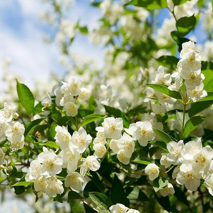 🔥 Natural mosquito-repellent flower seeds! Climbing silver jasmine seeds, rich fragrance, create a fragrant garden at home.