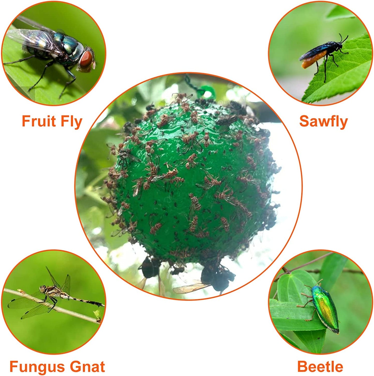 🪰 Sticky bait balls, suitable for citrus fruit flies and orchard flying insects