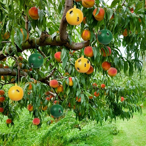 🪰 Sticky bait balls, suitable for citrus fruit flies and orchard flying insects