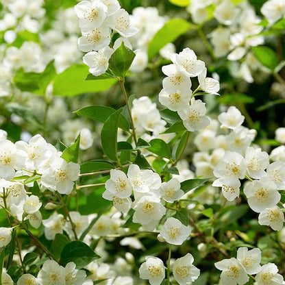 🔥 Natural mosquito-repellent flower seeds! Climbing silver jasmine seeds, rich fragrance, create a fragrant garden at home.