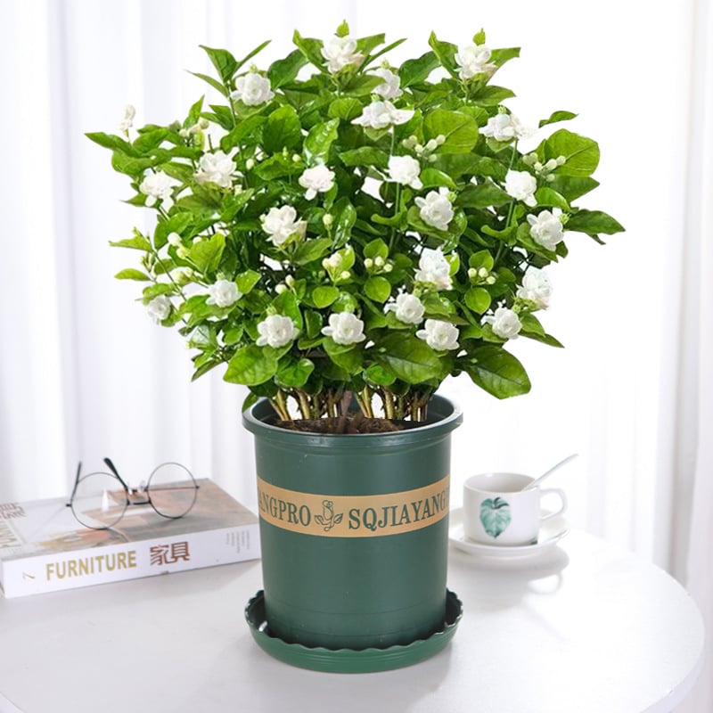 🔥 Natural mosquito-repellent flower seeds! Climbing silver jasmine seeds, rich fragrance, create a fragrant garden at home.