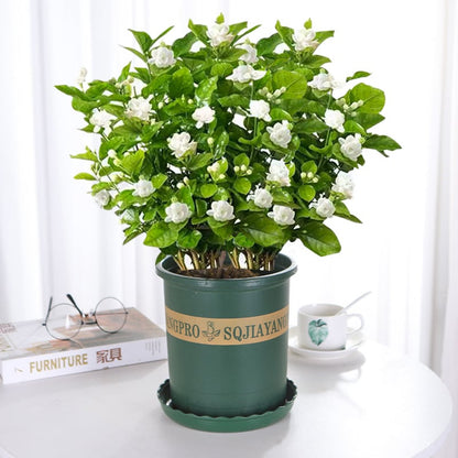 🔥 Natural mosquito-repellent flower seeds! Climbing silver jasmine seeds, rich fragrance, create a fragrant garden at home.