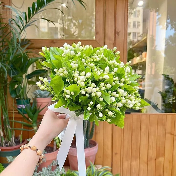 🔥 Natural mosquito-repellent flower seeds! Climbing silver jasmine seeds, rich fragrance, create a fragrant garden at home.