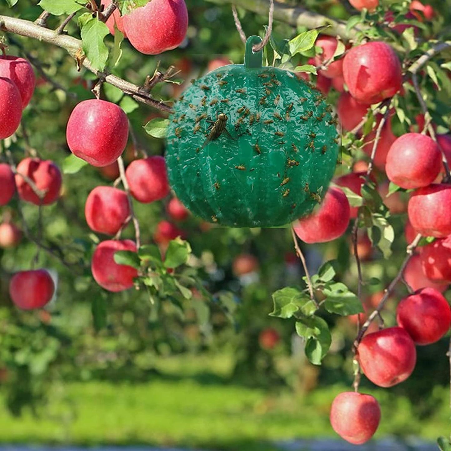 🪰 Sticky bait balls, suitable for citrus fruit flies and orchard flying insects